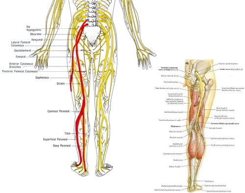 坐骨神経-1.jpg